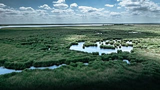 A Fertő nádasai a Greenpeace felvételén