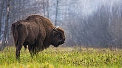Das Gesetz zur Wiederherstellung der Natur zielt darauf ab, bis 2030 mindestens 20 % der Land- und Meeresgebiete der Europäischen Union zu sanieren.