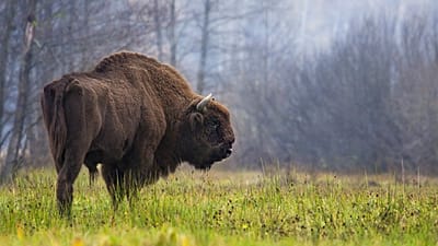 La legge sul ripristino della natura mira a ripristinare almeno il 20% delle aree terrestri e marine dell'Unione europea entro il 2030.