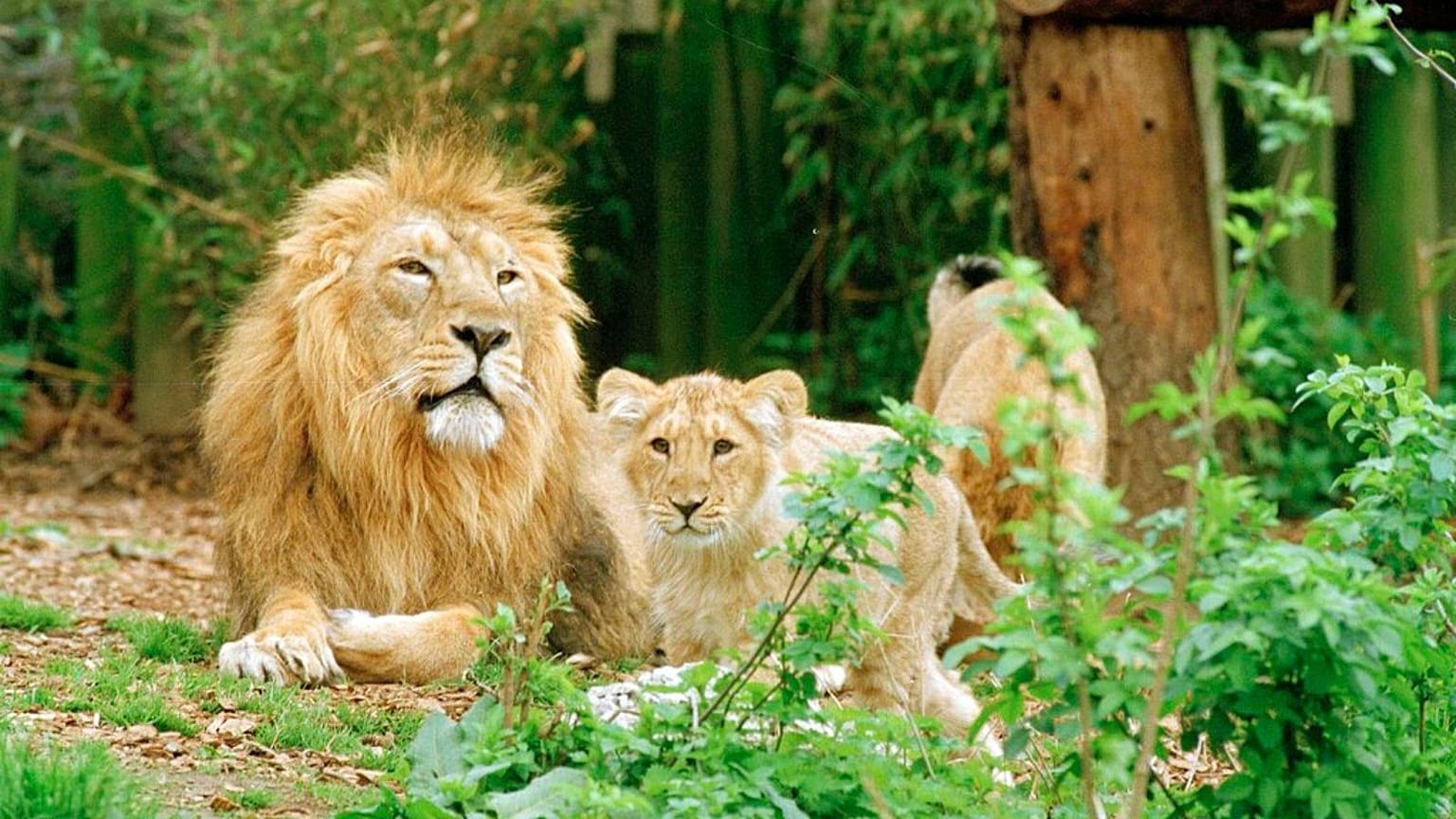 London Zoo