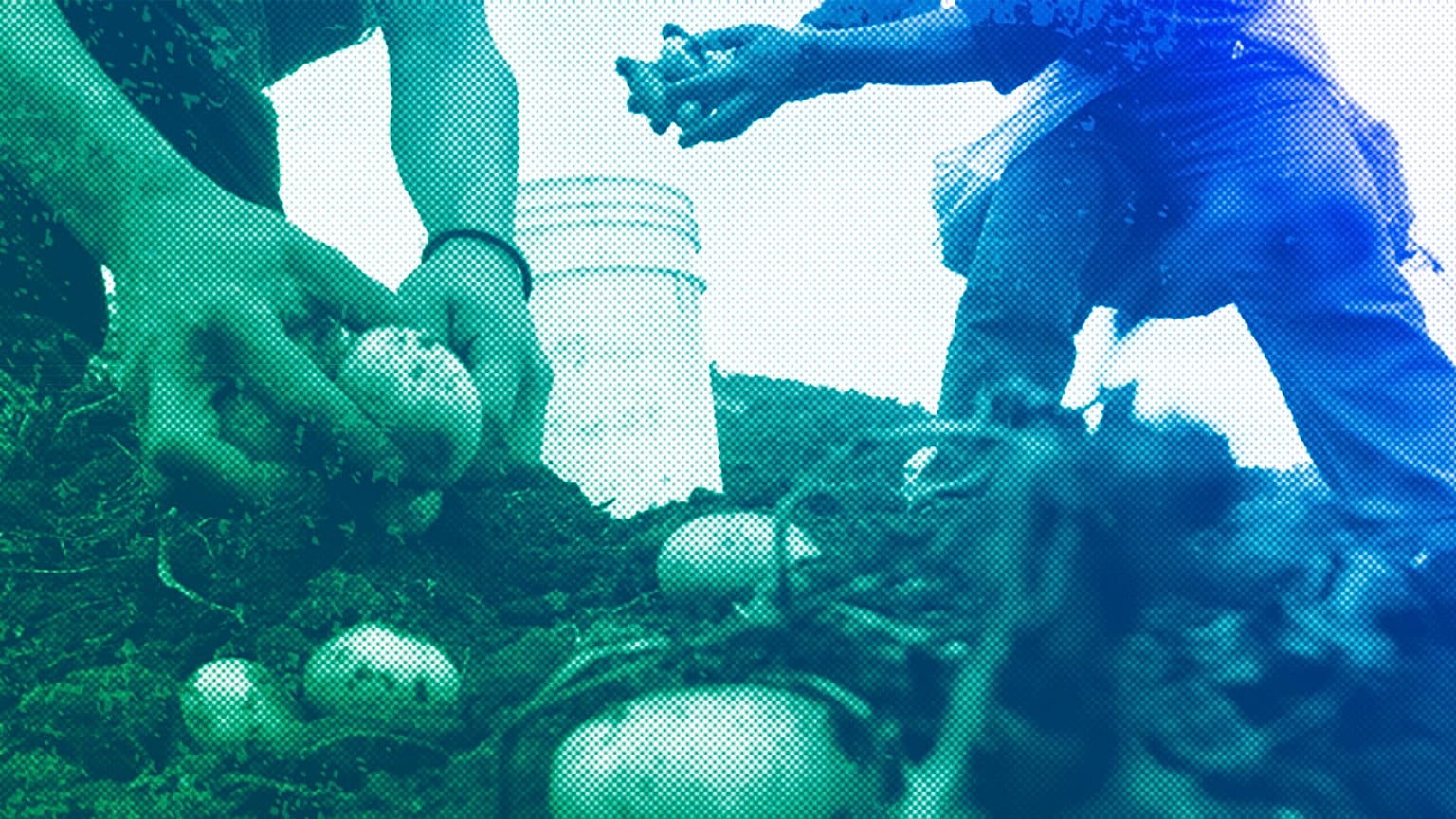 Workers harvest potatoes in Miraflor, April 2008