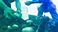 Workers harvest potatoes in Miraflor, April 2008