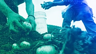 Workers harvest potatoes in Miraflor, April 2008