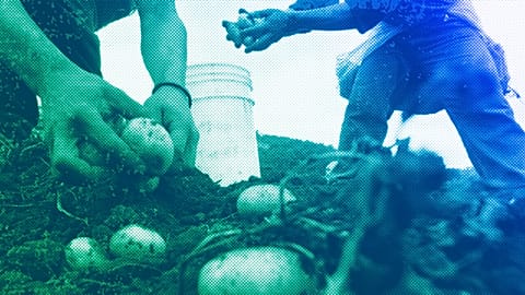 Workers harvest potatoes in Miraflor, April 2008