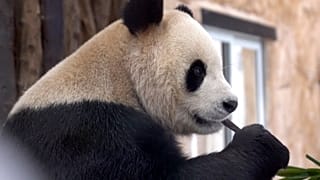 دب باندا