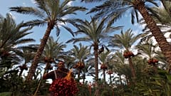 مزارع فلسطيني يحمل عنقودا من التمر