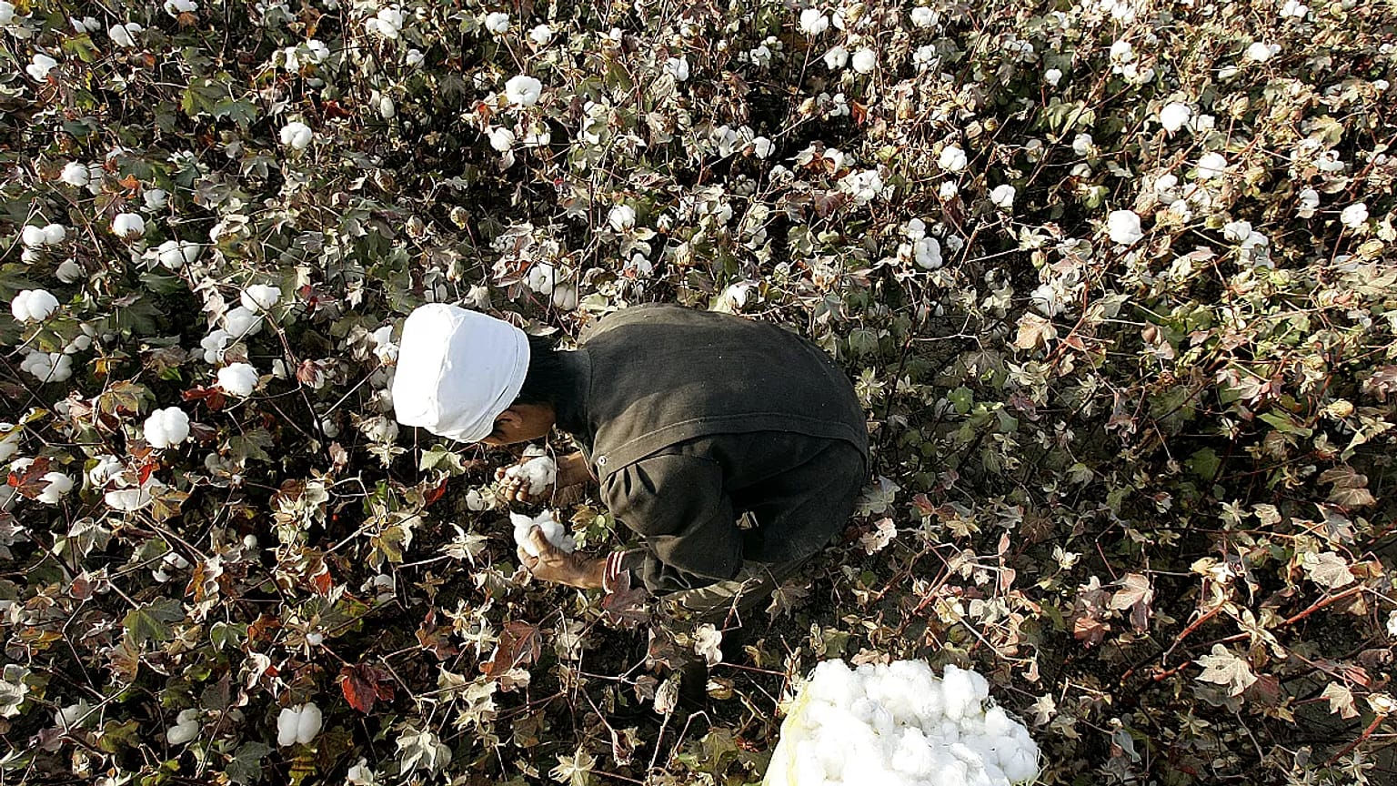 Doğu Türkistan'ın Korla kentinde tarlada pamuk toplayan bir Uygur (arşiv)