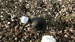 Doğu Türkistan'ın Korla kentinde tarlada pamuk toplayan bir Uygur (arşiv)