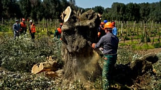 An olive tree plagued by Xylella pathogen is cut down in Oria, near Brindisi, southern Italy.