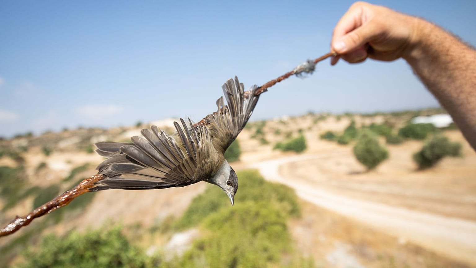 A blackcap is caught on a limestick placed by poachers in Cyprus.