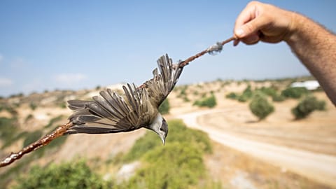 A blackcap is caught on a limestick placed by poachers in Cyprus.