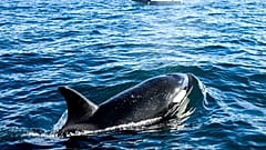 Orka a kaliforniai San Diego közelében
