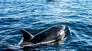 Orka a kaliforniai San Diego közelében