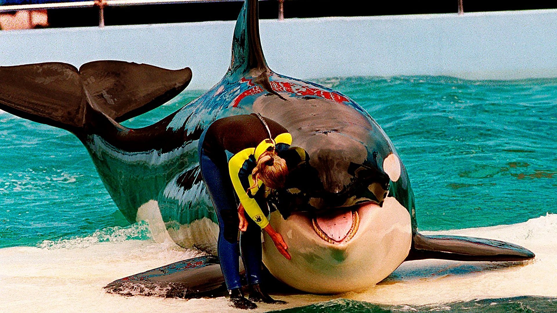 Orca Event ‘Persistent animal welfare violations’: Aquarium that housed Lolita the ...