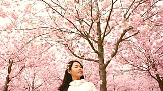 Get among the best of Europe's cherry blossoms with our handy guide