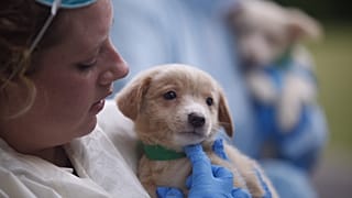 The UK's Competition and Markets Authority (CMA) published its main concerns following an initial review into the veterinary sector.