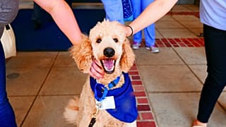 Les interactions avec les chiens stimuleraient les ondes cérébrales associées au soulagement du stress et à la concentration.