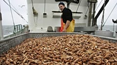 Креветочные крокеты могут исчезнуть из ресторанных меню.