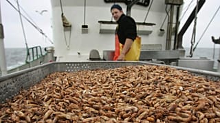 Креветочные крокеты могут исчезнуть из ресторанных меню.