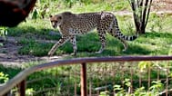 Un guepardo pasa por delante de una zona de observación vacía en un zoológico.