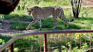 A cheetah walks past an empty viewing area at a Zoo