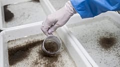 Rio de Janeiro'daki bir biyo-fabrikasında yetiştirilen dengue engelleyici bakteri "wolbachia" taşıyan sivrisinekler