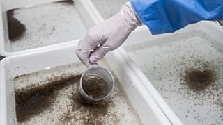 Rio de Janeiro'daki bir biyo-fabrikasında yetiştirilen dengue engelleyici bakteri "wolbachia" taşıyan sivrisinekler