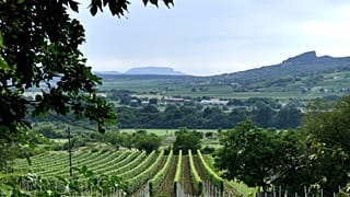 Szőlőtábla a Szent Balázs-hegy oldalában, a távolban Badacsony sziluettje