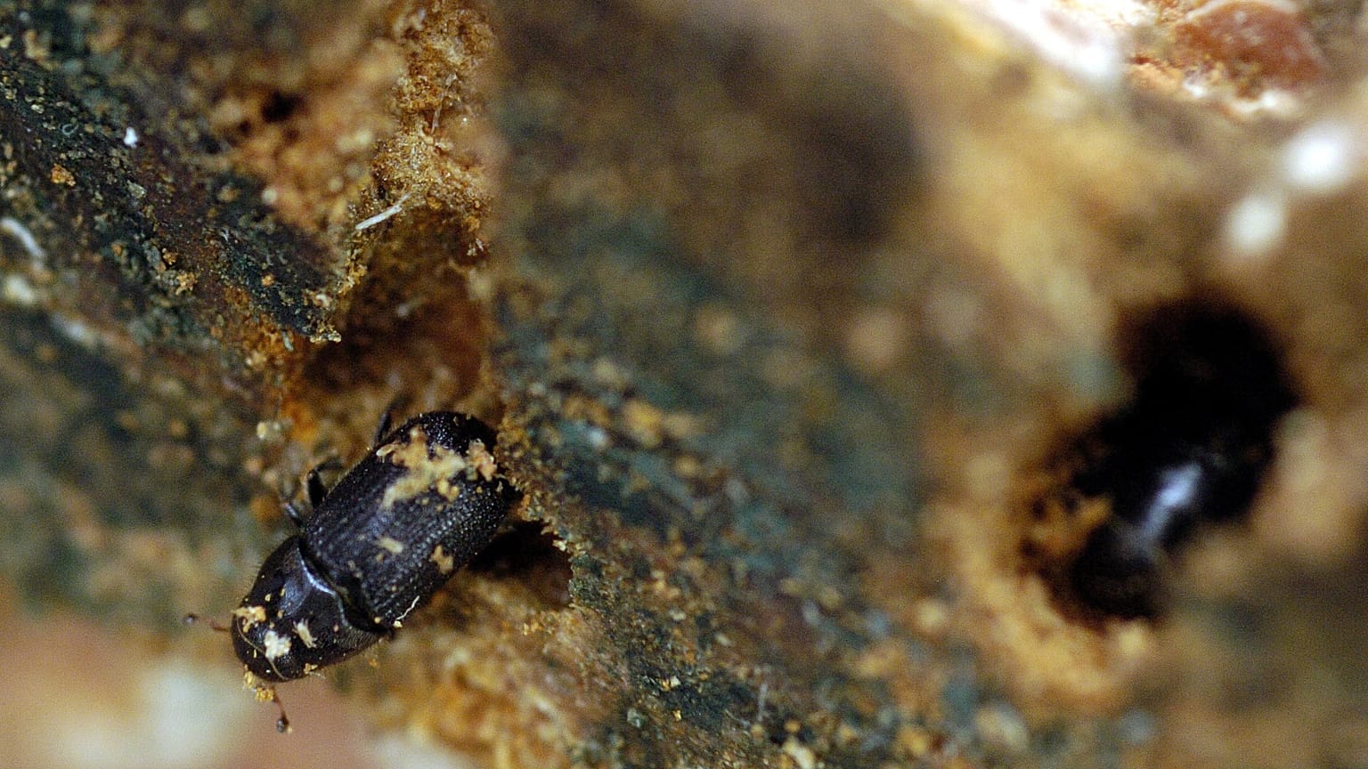 Les dendroctones du pin et leurs larves se nourrissent de l'écorce et du tronc des pins.