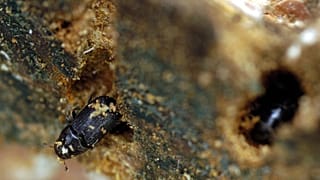 Les dendroctones du pin et leurs larves se nourrissent de l'écorce et du tronc des pins.
