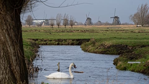 A pastoral scene near Kinderdijk, the Netherlands. The Dutch parliament has called on its government to a European Nature Restoration Law.