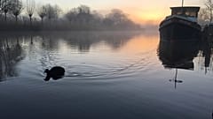 Les Pays-Bas possèdent le réseau de transport fluvial le plus dense d'Europe 