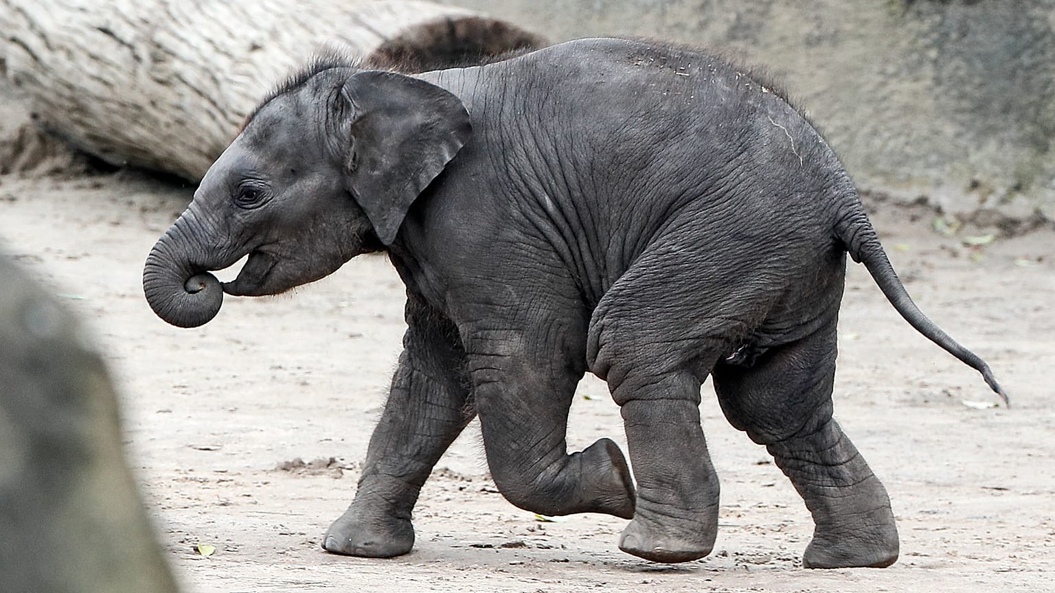 Un joven elefante corriendo