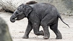 Un joven elefante corriendo