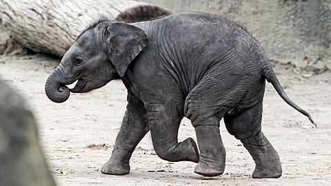 Un joven elefante corriendo