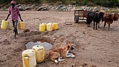 Un hombre lleva jarras para recoger agua de un agujero en el lecho arenoso de un río en el condado de Makueni, Kenia, el jueves 29 de febrero de 2024. 