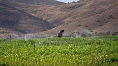 مزارع فلسطيني يعمل في حقله بشمال غور الأردن بالضفة الغربية المحتلة، الأربعاء 9 أغسطس 2023.