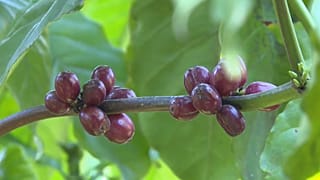 نباتات البن في مزرعة بفيتنام.