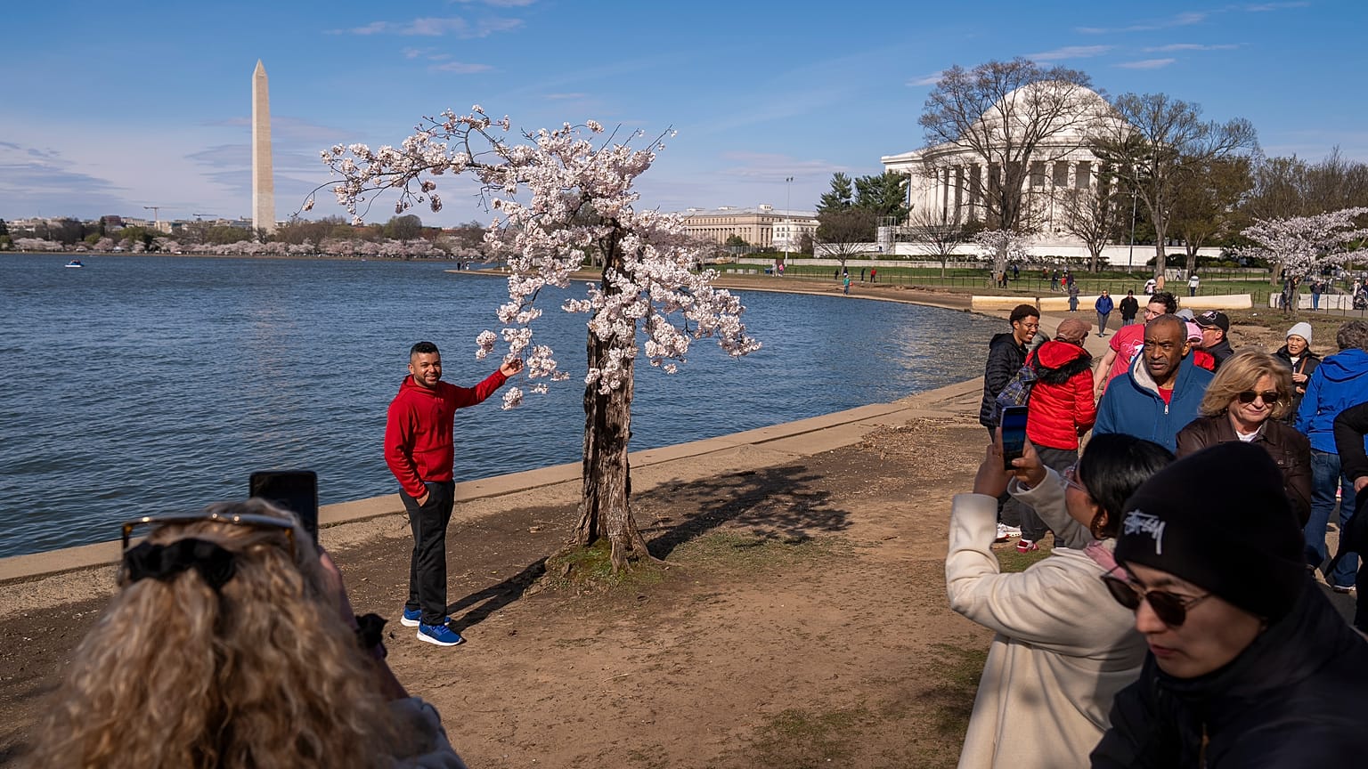 a cherry tree affectionally nicknamed 'Stumpy' as cherry trees enter peak bloom this week in Washington