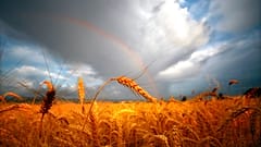 Ein Regenbogen im Hintergrund eines sonnenbeschienenen Weizenfeldes östlich von Walla Walla, Washington.