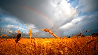 2012. július 16-án, hétfőn készült képen a washingtoni Walla Walla városától keletre egy napsütötte búzamező hátterében szivárvány ragyog.