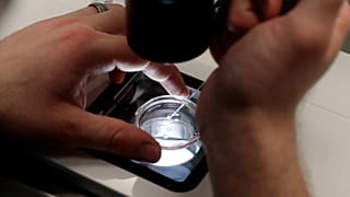 عملية تلقيح الحيوانات المنوية