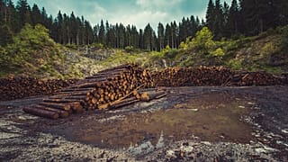 Вырубка лесов - огромная проблема во всем мире, но так ли просто ее решить?
