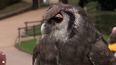 Owl flies off into retirement after 3 decades at Warwick Castle