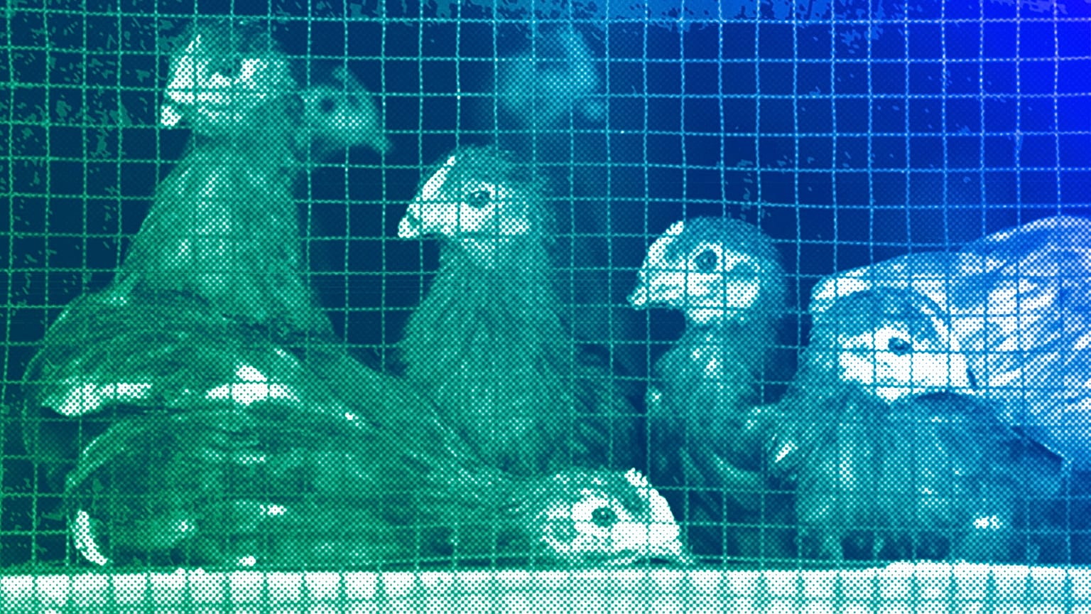 Chicks sit in cages at a chicken farm, illustration