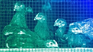 Chicks sit in cages at a chicken farm, illustration