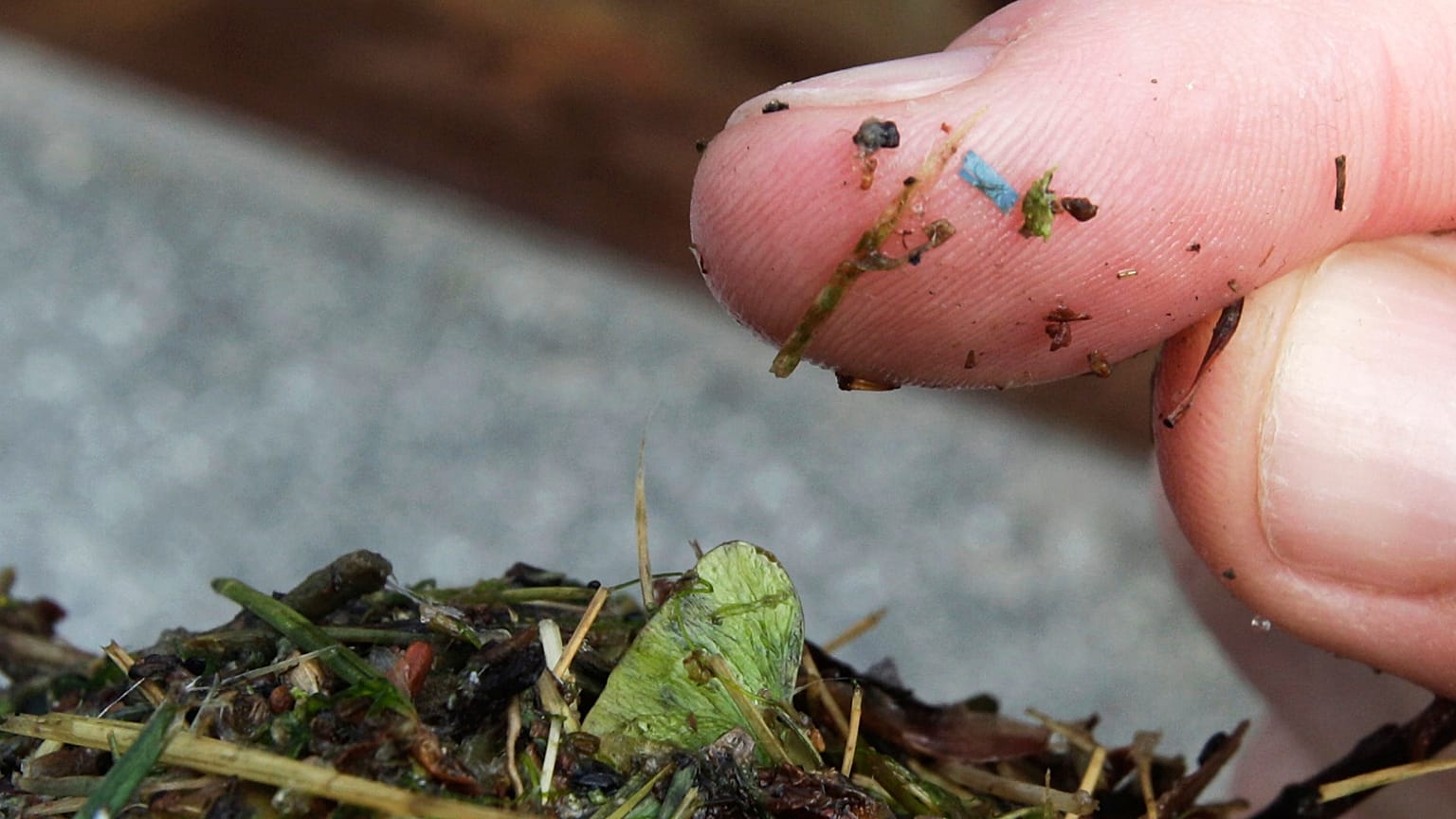 A blue rectangular piece of microplastic on the finger. 
