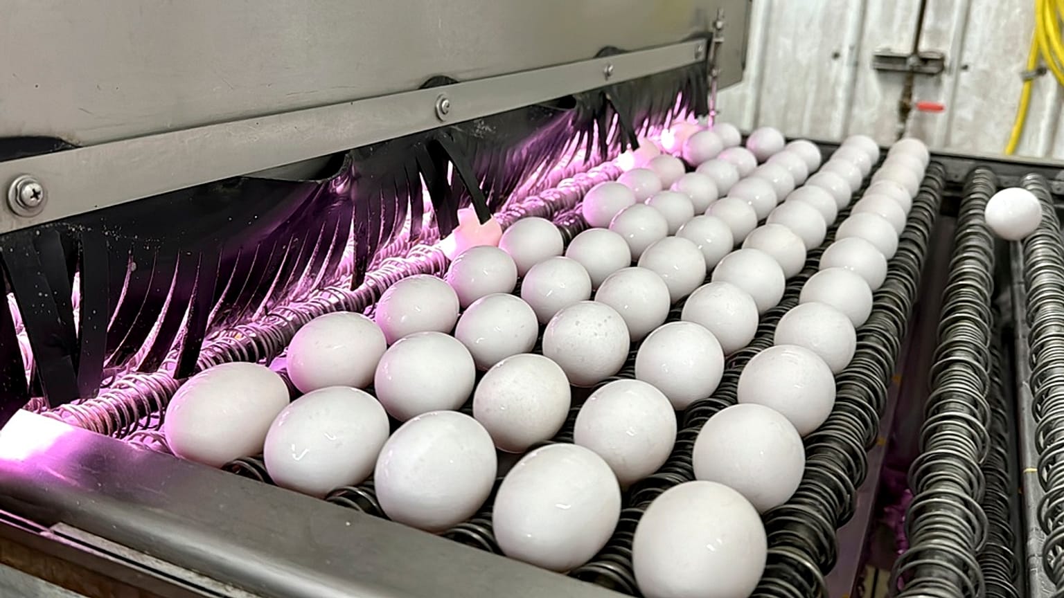 Eggs are cleaned and disinfected at the Sunrise Farms processing plant in Petaluma, Calif., on Thursday, Jan. 11, 2024.