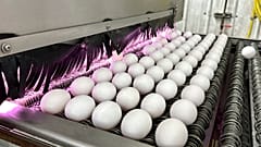 Eggs are cleaned and disinfected at the Sunrise Farms processing plant in Petaluma, Calif., on Thursday, Jan. 11, 2024.