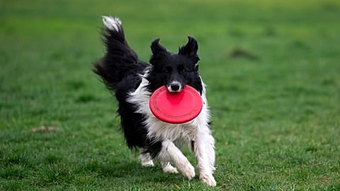Border Collie running round with a frisbee.